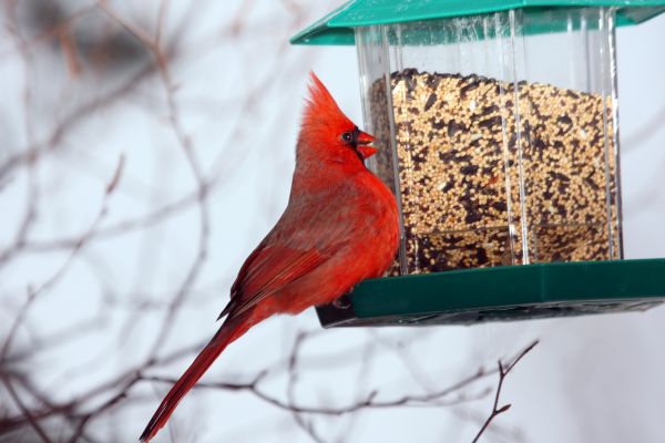 Bird Feeder Hanging in Chester